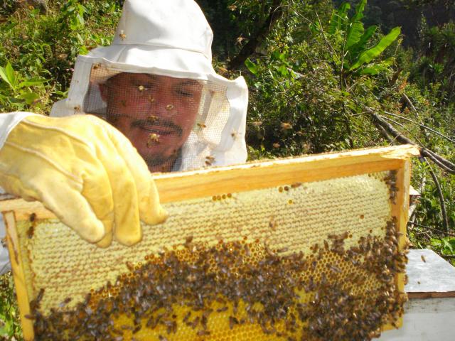 Los apicultores en Yucatán y su miel